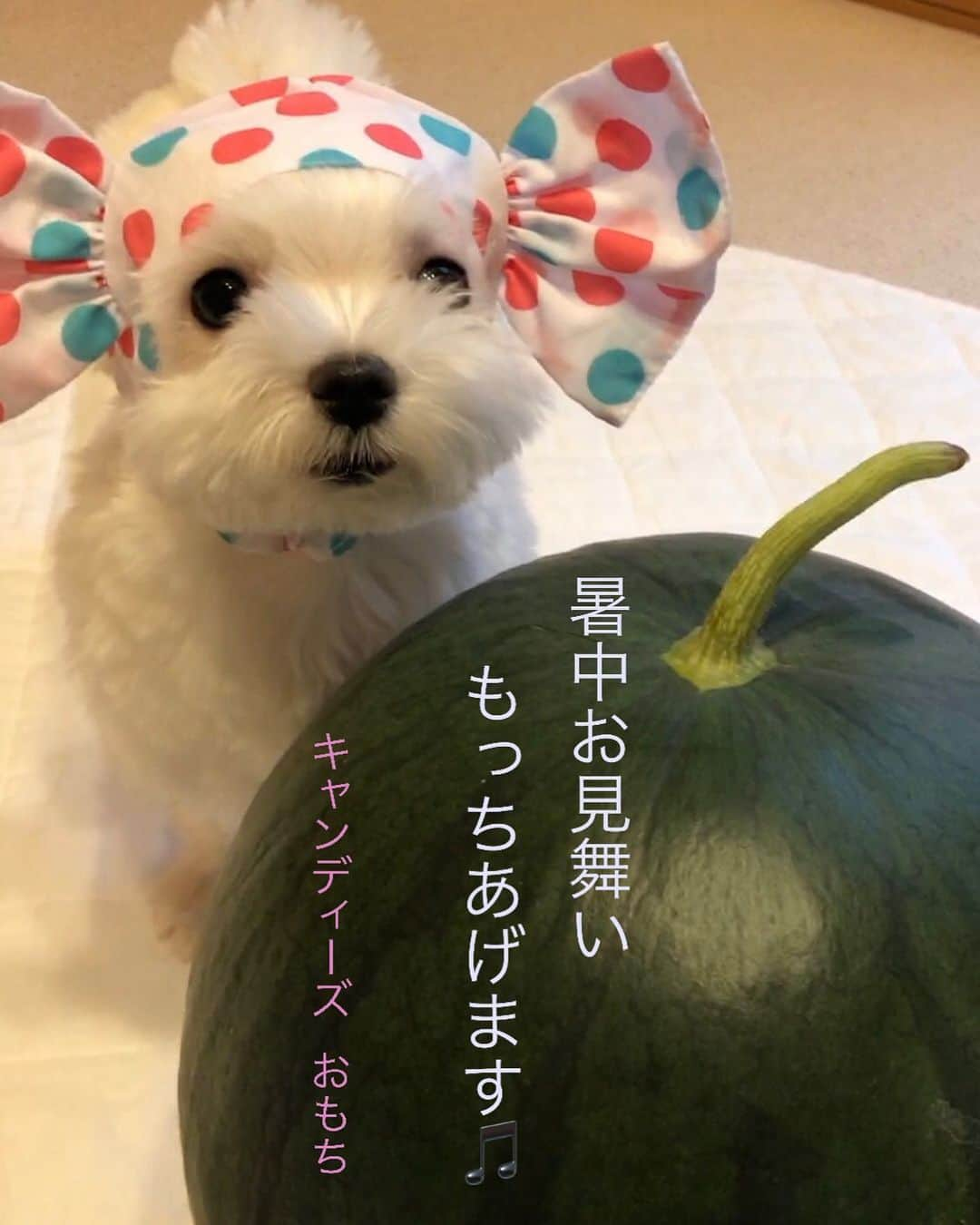 おかゆ & おもちさんのインスタグラム写真 - (おかゆ & おもちInstagram)「...🐶🍉💕..・.🍬🎵 . . もっちからも...、 しょちゅう〜うおみまい、もっちあげ〜ます〜〜🎵🎵🍬(←若い方、キャンディーズ知ってるかなぁ？😅) . . 8月もよろしくお願いします🤗 . 暑いから、みんな気をつけてね‼️ . . .  @kobatamio さんからいただいた、大っきなスイカ🍉✨ 毎日暑い中、お父様が一生懸命育ててくださった🍉、ありがとうございました🙇🏻‍♀️🙇🏻‍♂️🐶🐶💕 . . . ❤︎ .  #maltese #malteseofinstagram #happydog #dogsmile #doglove #doglover #doglife #dogsofinstagram #dogstagram #instadog #lovedogs #ilovemydog #cutedog #west_dog_japan #dogoftheday #멍스타그램 #애견 #말티즈 . #okayusan #マルチーズ #マルチーズ好き #エブリドッグ #犬バカ部 #癒しわんこ #pecoいぬ部 #いぬすた #わんこは家族 #みんなのわんこ #スイカ #キャンディーズ」8月1日 8時22分 - okayuchan0421