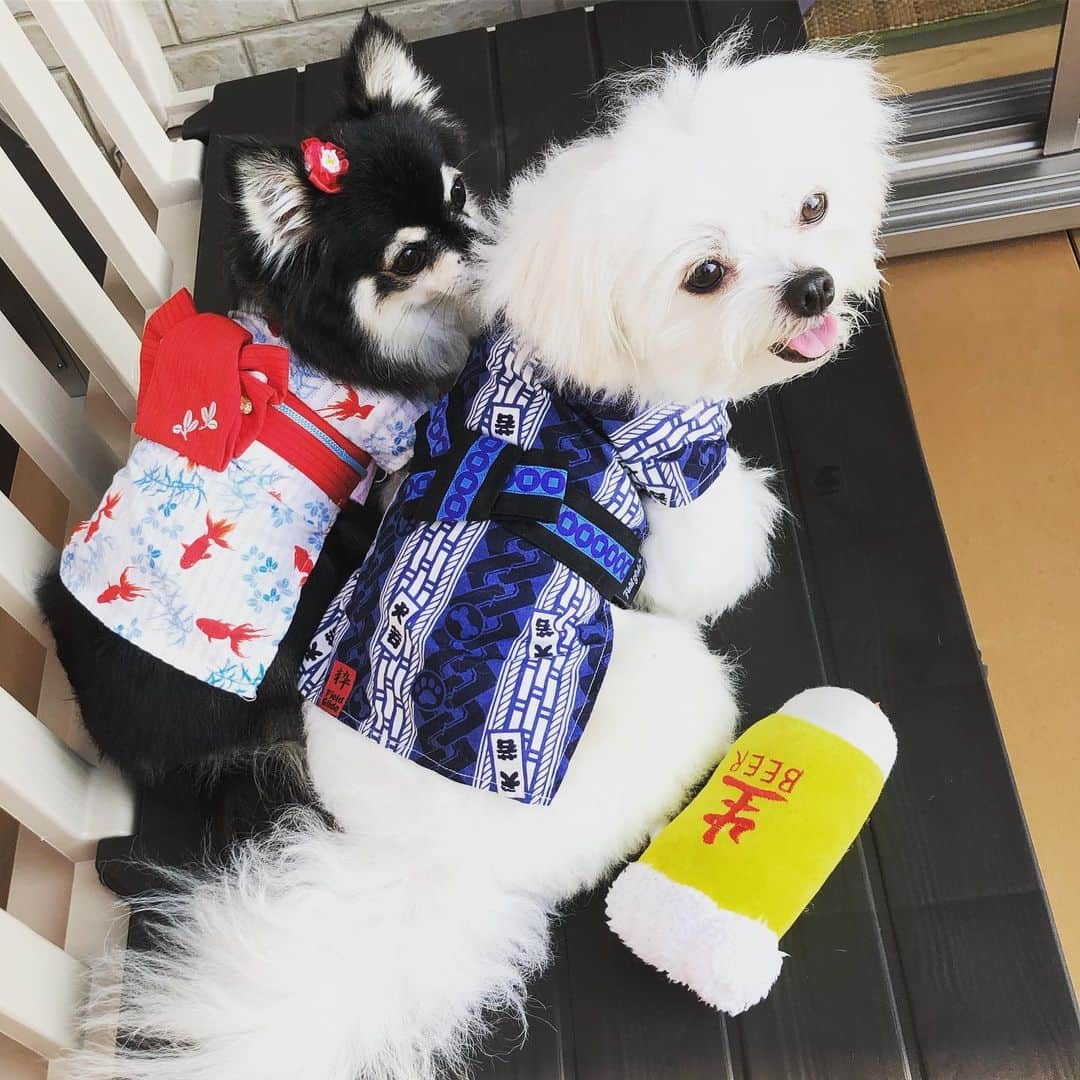 小野真弓さんのインスタグラム写真 - (小野真弓Instagram)「今年はお祭り行けるかな🍧✨ 浴衣をきたら、お出かけする気まんまん🐶🐶✨ ごめん、、今日は試着だけなの。。😂 #チワワ#ハナちゃん #チワマル#ハルくん #浴衣犬#いぬばか部 #いぬすたぐらむ #chihuahua #maltese #mixdog #dogstagram #doglover #kimono」8月1日 8時26分 - hanaharuaroi