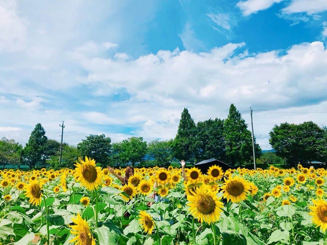 トロたんさんのインスタグラム写真 - (トロたんInstagram)「ようこそ！8月！！！！ 🌻🌻トロと旅する🌻🌻 座間ひまわり畑 #座間ひまわり畑 #座間 #ひまわり畑 #ひまわり🌻 #🌻 #猫森 #神奈川 #夏休み #夏 #SUMMER #JAPAN」8月1日 9時18分 - torotan_tan