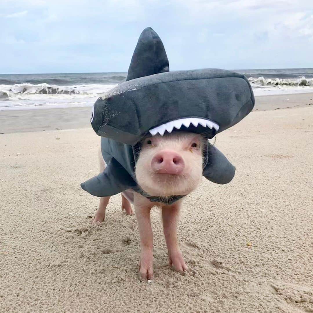 Priscilla and Poppletonさんのインスタグラム写真 - (Priscilla and PoppletonInstagram)「🎶”Baby Shark, doo doo doo doo doo doo!”🐷🦈👶🏼#sharkweek #babyshark #HAMmerheadshark #PiggyPenn #PrissyandPop」8月1日 9時55分 - prissy_pig