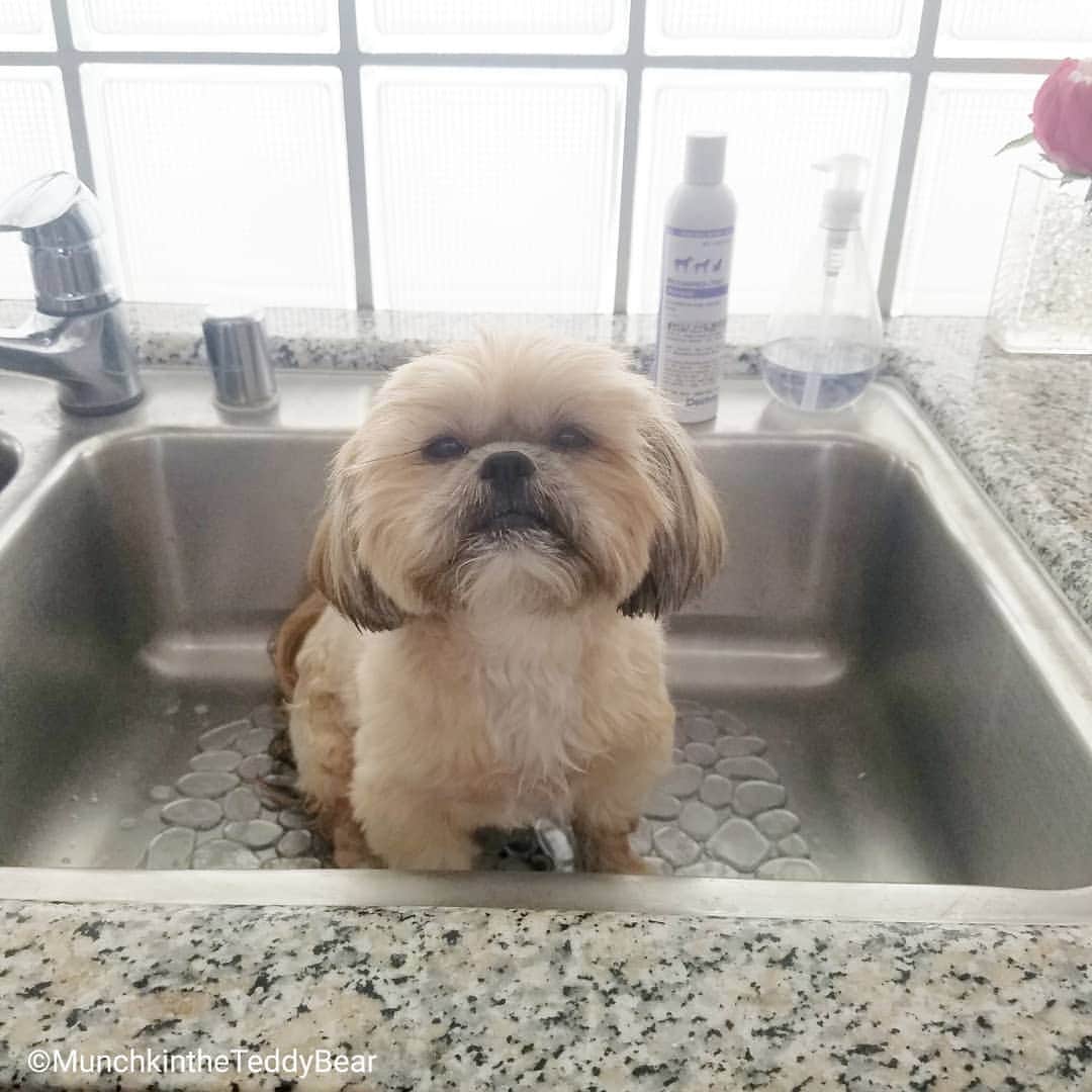 Original Teddy Bear Dogさんのインスタグラム写真 - (Original Teddy Bear DogInstagram)「Back to medicated baths every other day again, ugh 🙄 At least I negotied with mom to do full body once a week and just my belly and paws the other days 🐾🐶 #bathssuck #NakeyMunchkin #NakeyWednesday」8月1日 9時51分 - munchkintheteddybear