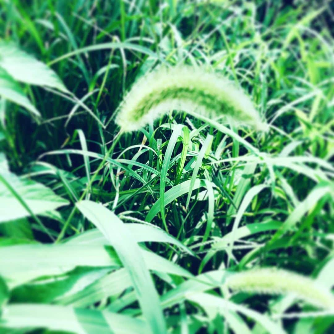 中野敬久さんのインスタグラム写真 - (中野敬久Instagram)「#猫じゃらし #チクチク #sticky #summer #green」8月1日 10時09分 - hirohisanakano