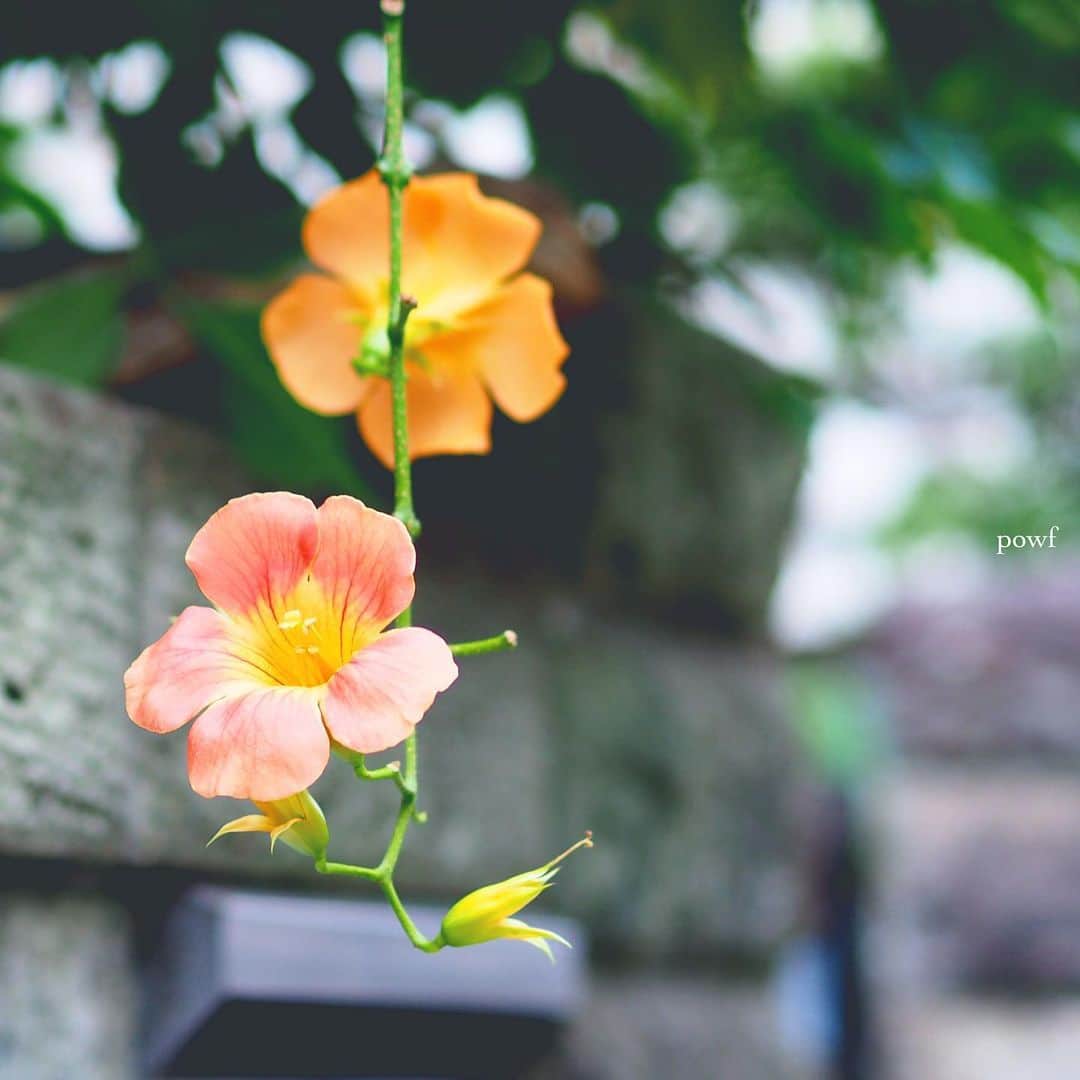 anemone_69のインスタグラム：「. Hello August! . . #ノウゼンカズラ #凌霄花 . . .」