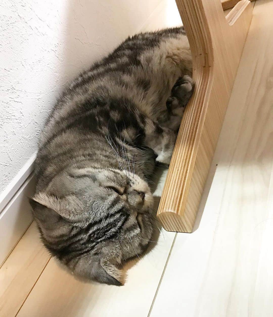 Shishi-maruのインスタグラム：「🐱His summer resort. 🐱避暑地 ーーーーーーーーーーーーー 🌺「渋ネコ ししまるさん」ねこのきもちWEB MAGAZINE にて毎週土曜日エッセイの連載中 ーーーーーーーーーーー 📕「ぷっちねこ。」「3匹のちいさな猫を召喚できたなら」「ちいさな猫を召喚できたなら」徳間書店より単行本発売中 ーーーーーーーーーーー ⭐︎ねこ漫画を描いています→@tacos_cat 🐱公式→@chiisanacat 🌺Twitter →@taco_emonemon ーーーーーーーーーーー」