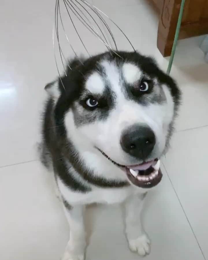 のインスタグラム：「So enjoyable.🥰🥰 follow @alaskandaily （Twitter：alaskandaily）for more cute pic and video.😜 ……………………………………………………………… Each video was approved by the original author. But  don't have a Instagram account. We are first one post those video. So watermark credit @alaskandaily ……………………………………………………………… #alaskan#malamute#alaskanmalamute#alaskanhusky#malamutesofinstagram#puppylife#puppylove#puppydog#puppylover#dogdays#malamutepuppy#huskies#huskeypuppy#huskeiesreq#siberian#huskeiesofig#dogslife#dogsofnyc#cutedog#cutedogs#huskeypics#huskeylovers#huskygram#huskeylove#huskiesofinstagram#dogsofnyc#husky#狗」