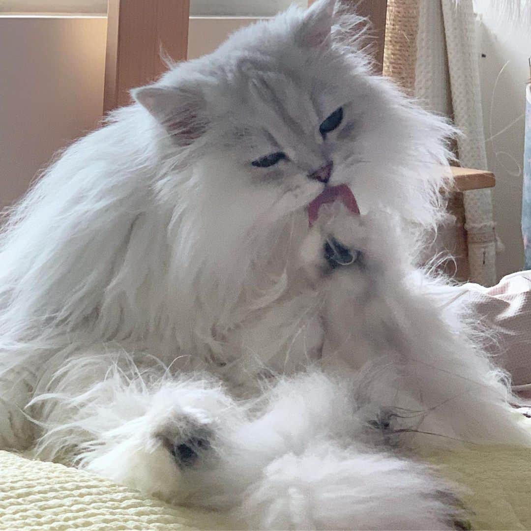후추네큰언니のインスタグラム：「핥 > 촵 > 촵 > 못마땅 😐 . . . . . #후추  #고양이  #냥스타그램 #캣스타그램  #Hoochu #Hoochuthecat #cat #cats #catstagram #catsofinstagram #topcatphoto #bestmeow #ilovecat #cute #fluffy #petstagram #instacats」
