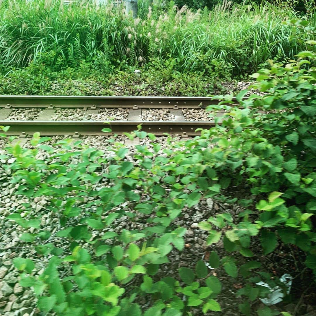 クリス智子さんのインスタグラム写真 - (クリス智子Instagram)「緑がわさわさ...隠れているものは...？ 暑さが見える緑！しかし、わたしは、緑と石とアイアン（鉄）の組み合わせに萌えてハッピー。  #littlehappiness」8月1日 10時54分 - chris_tomoko