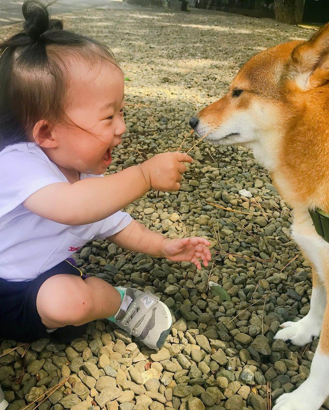 尾形貴弘さんのインスタグラム写真 - (尾形貴弘Instagram)「さくちゃんの髪が大変な事になってるのはさておき、 可愛い二人。仲良しショット！！！！ しかし、やっぱり早朝さくちゃん顔浮腫みすぎ。。。 遺伝だな。。 #柴犬大好き #柴犬マニア  #愛犬  #赤柴 #しばけん  #しばちゃん  #しばいぬ大好き  #shibainu  #shiba_snap  #犬ばか部  #いぬばか部 #ミク #三九 #39 #パンサー尾形 #赤ちゃん #赤ちゃんのいる暮らし #赤ちゃんと犬 #1歳4ヶ月 #サンキュー #ママリ #ベビフル」8月1日 11時15分 - miku3_miku_9