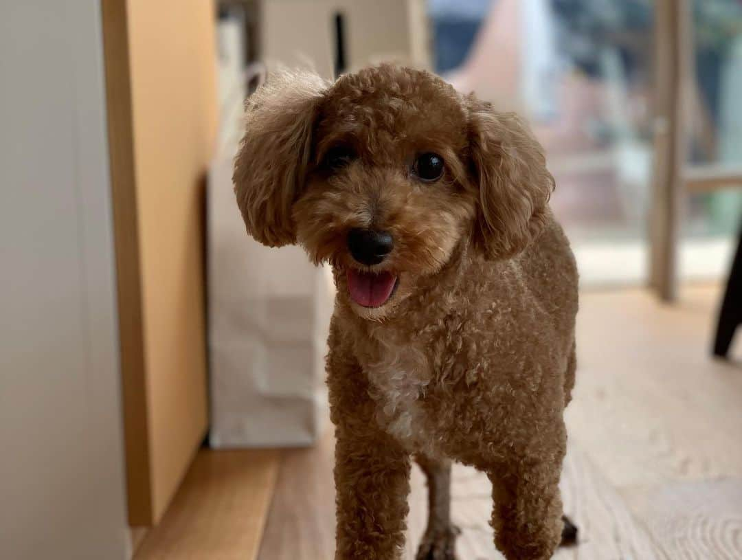 NAOTA（ナオタ）さんのインスタグラム写真 - (NAOTA（ナオタ）Instagram)「油壺ベイハウス☺︎ #油壺 #toypoodle  #トイプードル #別荘ライフ  #師匠」8月1日 11時18分 - naotasaito