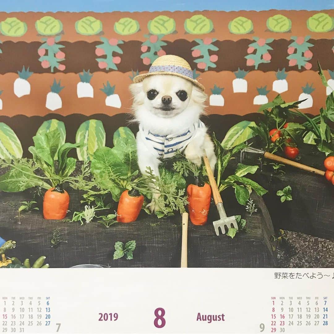 ∞maki∞??????さんのインスタグラム写真 - (∞maki∞??????Instagram)「2019.8.1 オミ♡ ・ ・ おはようございます☀ ・ ・ 8月のカレンダーは お誕生日月のオミ〜🥰💕 ・ ・ 今月もゆるりと よろしくお願いします😊🐶🐶🐶🐶🐶💓✨ ・ ・ #2019#8月#カレンダー #麦わら帽子かぶって野良仕事😆🥕 #dog#Chihuahua#Chihuahualove#Chihuahualife#instaChihuahua#IGersJP#all_dog_japan#happy#cute#love#犬#愛犬#イヌスタグラム#ちわすたぐらむ#チワワ#ロングコートチワワ#多頭飼い#可愛い#癒し#幸せ#おはよう#Goodmorning」8月1日 11時30分 - maki_dfpso