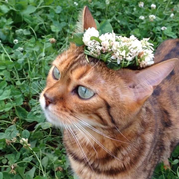 のインスタグラム：「はらっぱすんすんなつこ姫😽🍀 ・ #なつこ #なっちゃん #なつこさん  #ペコねこ部 #みんねこ #picneko #NEKOくらぶ #猫と暮らす #猫のいる暮らし #赤ちゃんと猫 #instacat #catstagram #catlife #catlover #ilovecat #topcatphoto #catsofinstagram #bestmeow #ねこ部 #ふわもこ部 #にゃんだふるらいふ #にゃんすたぐらむ #ねこすたぐらむ #hikingcat #AdventureCats #adventurecat #猫散歩 #散歩猫」