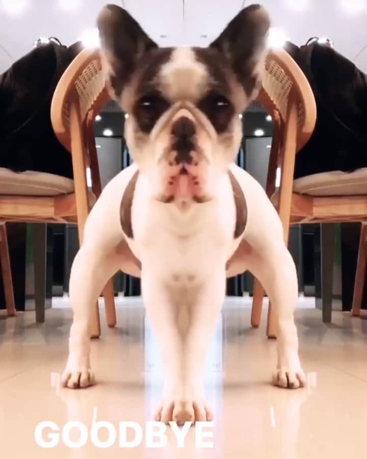 Gabriela Salesのインスタグラム：「Quando eu me empolgo com uma série kkkk. Dark: A Eu: - #videosricademarre」