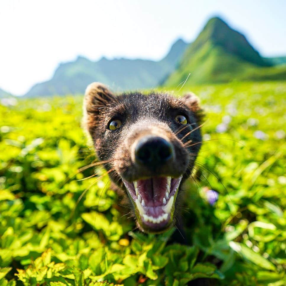 クリス・バーカードのインスタグラム：「This friendly Fox probably thought he had found another mate, sadly it was just his reflection in my wide angle lens. This was one of my first experiences traveling with a group of talented scientists that double as great creatives. Being able to observe animals up close & from afar was a joy. I gained a greater understanding and love, than I ever could have imagined for these islands thanks to their stewardship and wisdom.  #fromkurilswithlove  @renan_ozturk @taylorfreesolo @_ryanhill_ @rishisugla @jtkerby @tomorrow_unlocked」