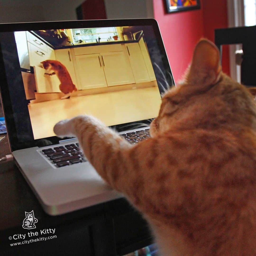 City the Kittyさんのインスタグラム写真 - (City the KittyInstagram)「How do I rewind this part?😹 #pawsneedclaws #myvideo  Did you know that I have hundreds of funny videos on YouTube on my citythekitty channel? 😹」8月1日 12時28分 - citythekitty
