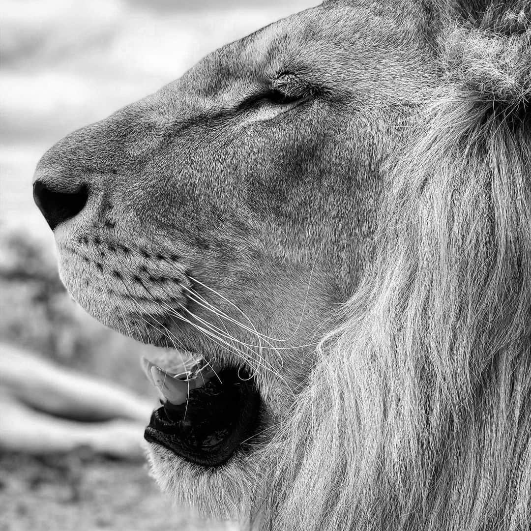 Kevin Richardson LionWhisperer さんのインスタグラム写真 - (Kevin Richardson LionWhisperer Instagram)「TBT to when George & Yame were just little cubs. Scroll forward to what they look like today. From Cubs to Kings #fromcubstokings #5yearsflewby #spanishrescues #cach」8月1日 23時20分 - lionwhisperersa