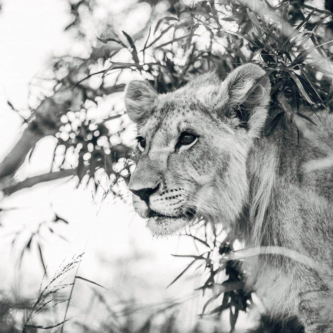 Kevin Richardson LionWhisperer のインスタグラム