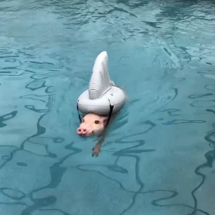 のインスタグラム：「Just when you thought it was safe to  go back in the water!🐷🦈💦🐷🦈💦#igetbywithalittlehelpfrommyfin #sharkweek #Poppleshark #PrissyandPop」
