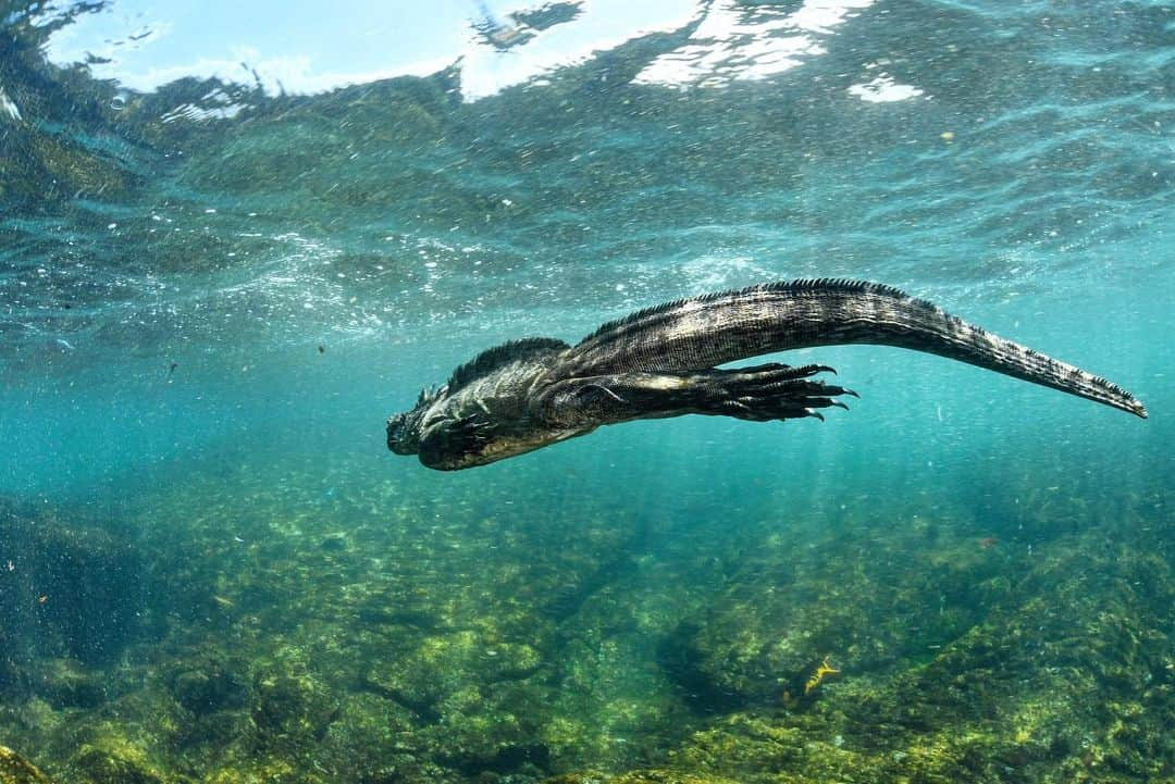 Thomas Peschakさんのインスタグラム写真 - (Thomas PeschakInstagram)「Even after six months of living in the Galápagos Islands, photographing marine iguanas underwater never became routine.  My heart still skipped a beat with happiness at every encounter and these #oceangodzillas continue to be one of my favorite marine animals to spend time with. Shot #onassignment for @NatGeo in collaboration with @parquegalapagos @charlesdarwinfoundation @pelayosalinas #galapagos #dragon #diving #freediving #pacific #ocean」8月1日 21時57分 - thomaspeschak