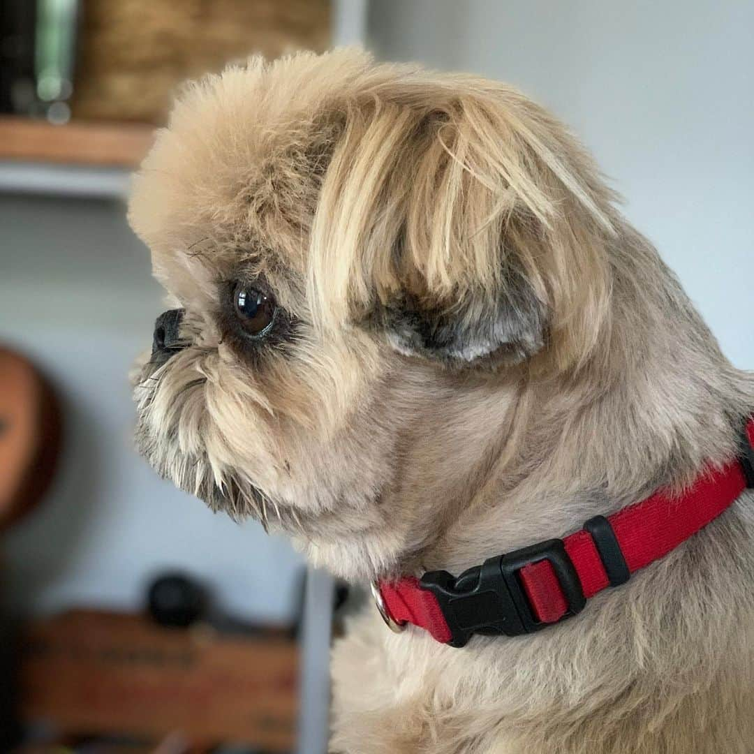 Dougie the Shih Tzuさんのインスタグラム写真 - (Dougie the Shih TzuInstagram)「Flat AF ❤️」8月1日 22時31分 - dailydougie