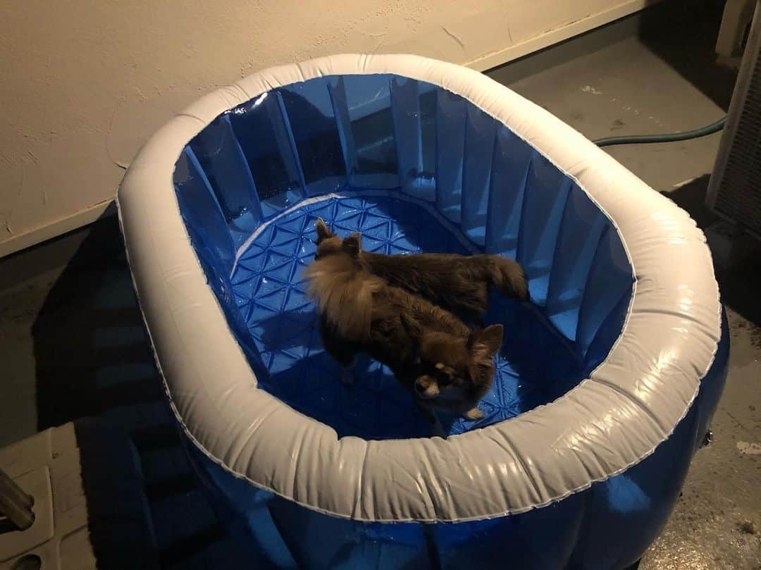 佐々木洋平さんのインスタグラム写真 - (佐々木洋平Instagram)「Night pool🏊‍♂️🏊‍♀️ #chihuahualife #chihuahuagram #chihuahualover #ilovemydog #dogstagram #チョコタンチワワ #イザベラタンチワワ #チワワ #ちわわ  #ナイトプール  #pool」8月1日 22時51分 - panicrew_yohey