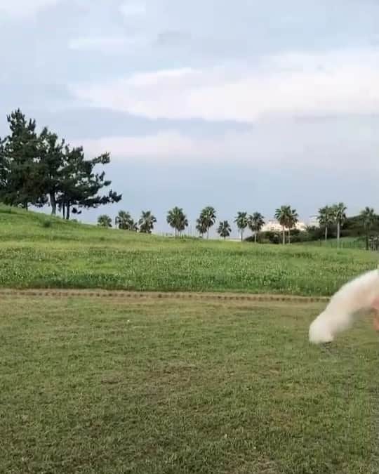 こなつのインスタグラム：「Sound on🔈﻿ ﻿ 超実写版『ライオン・キング』が8/9(金)から公開されます🎥﻿ あの名シーンがアニメーションも実写も超えた圧巻のスケールで生まれ変わります🏜﻿ ﻿ 公開と同時にライオン・キングのキャンペーンが行われます！抽選で30名様にAmazonギフト券1万円分などか当たります🎁﻿ 詳しくは公式HPをCheckしてね☀️﻿ ﻿ みんな観てねー🐶🦁🐘🦒🦓🐒 ﻿ ﻿ #PR#disney#LionKing#movie#ライオンキングごっこ#うちのシンバ#ディズニー#ライオンキング#超実写ライオンキング#映画#animal#cute#picoftheday#instagood #tagsforlikes#dogsofinstagram#tbt#pic#l4l#baby#lol#happy#igdaily#weeklyfluff﻿#wonderful#instadaily#love﻿#instagram」