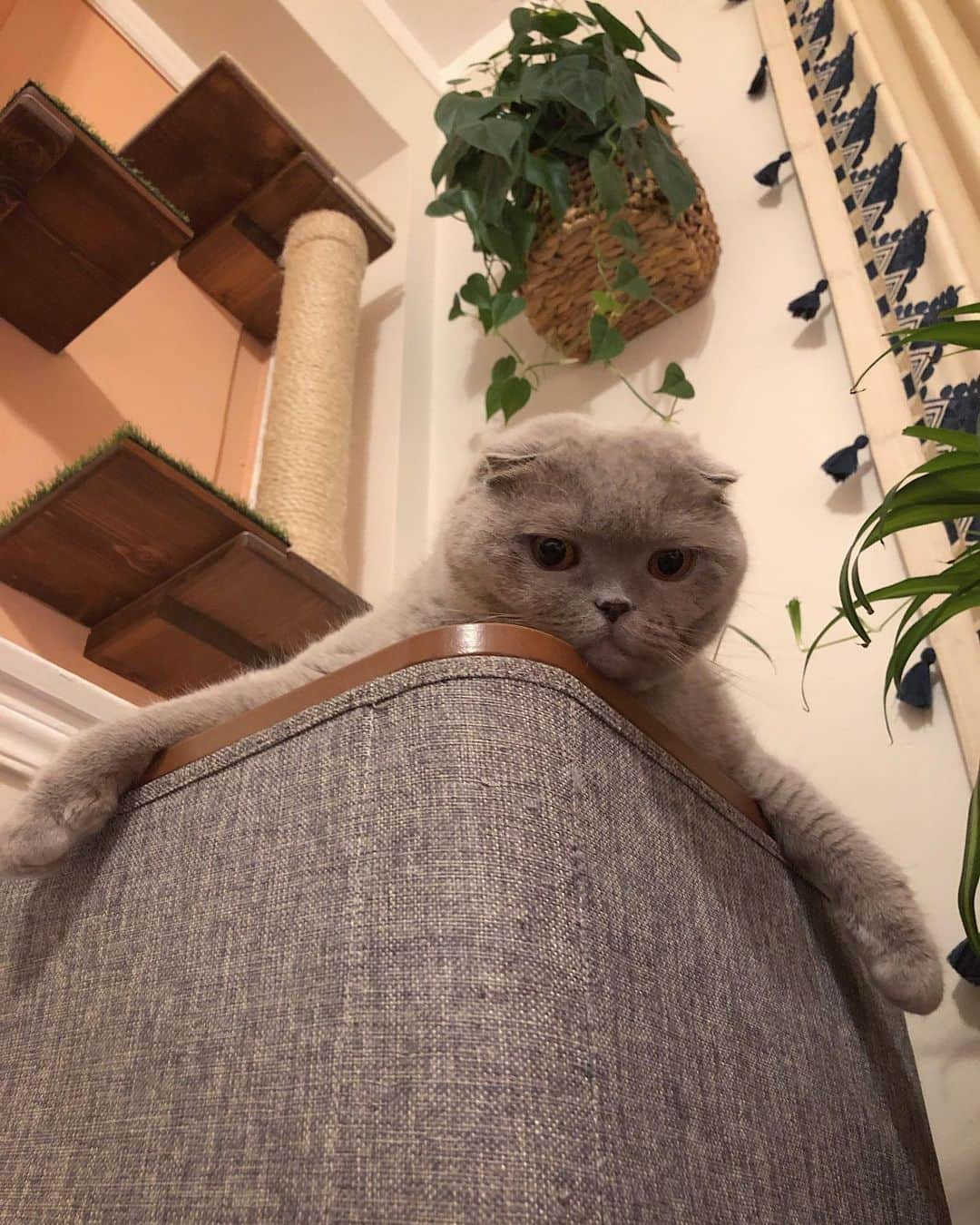 Millaさんのインスタグラム写真 - (MillaInstagram)「Queen 👑 of Pride Rock over here! 🦁 #millathecat #lionking #lioness」8月1日 14時26分 - millathecat