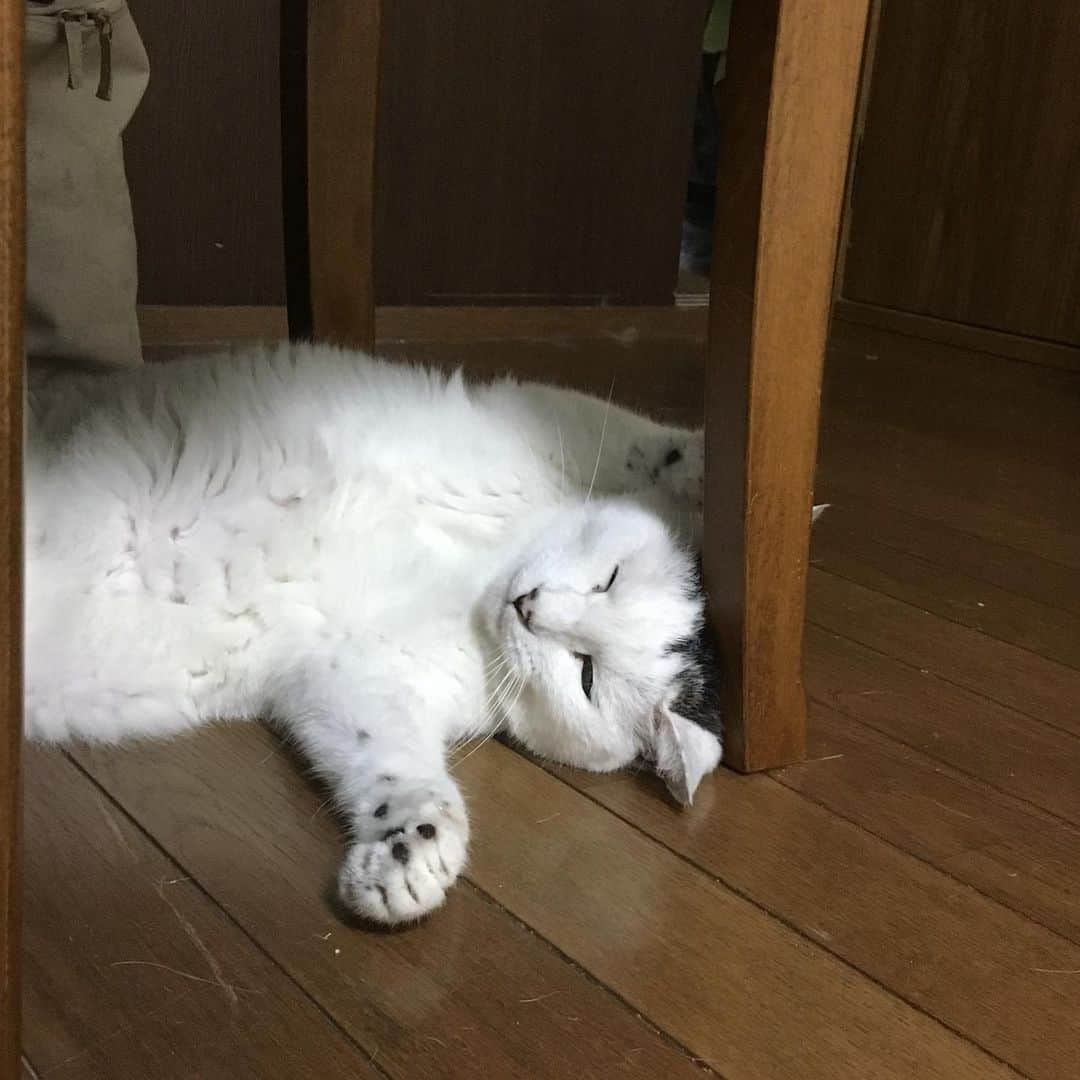 yamanekoさんのインスタグラム写真 - (yamanekoInstagram)「クーラーの部屋で椅子の脚で頭を冷やしながらくつろぐ魔太郎姐さん。」8月1日 14時28分 - yamaneko5656