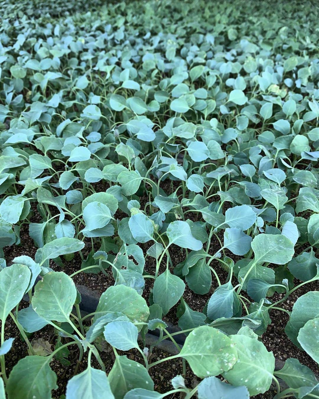 福岡超新鮮野菜/フレラボ薬院店のインスタグラム：「キャベツの苗🥬🥗 . . #農業#農家#agries#vegemedia#とどける株式会社#福岡#キャベツ」