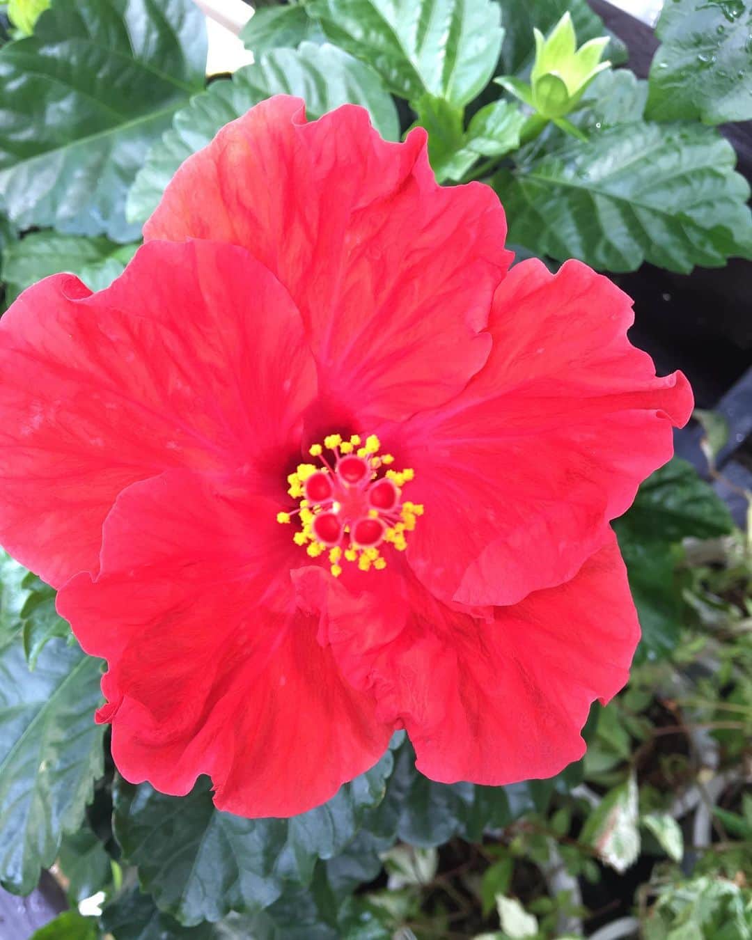 MILLE ECLAT.のグルメインスタ