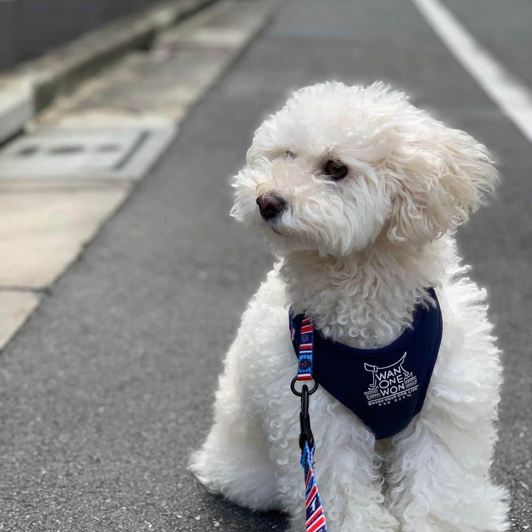 聡太郎さんのインスタグラム写真 - (聡太郎Instagram)「‪先日は映画‬ ‪『恋するアンチヒーロー ~THE MOVIE~』‬ ‪大阪での完成披露試写会でした。‬ ‪台風の中、お越しくださった皆様！‬ ‪誠にありがとうございました！ トークショーで約束させていただいた我が家のトイプードル、おもちくんの写真です。‬ ‪#恋アン‬ #恋するアンチヒーロー #映画 #トイプードル #犬 #movie #dog #toypoodle #おもち #omochi」8月1日 15時03分 - sotarosotaro