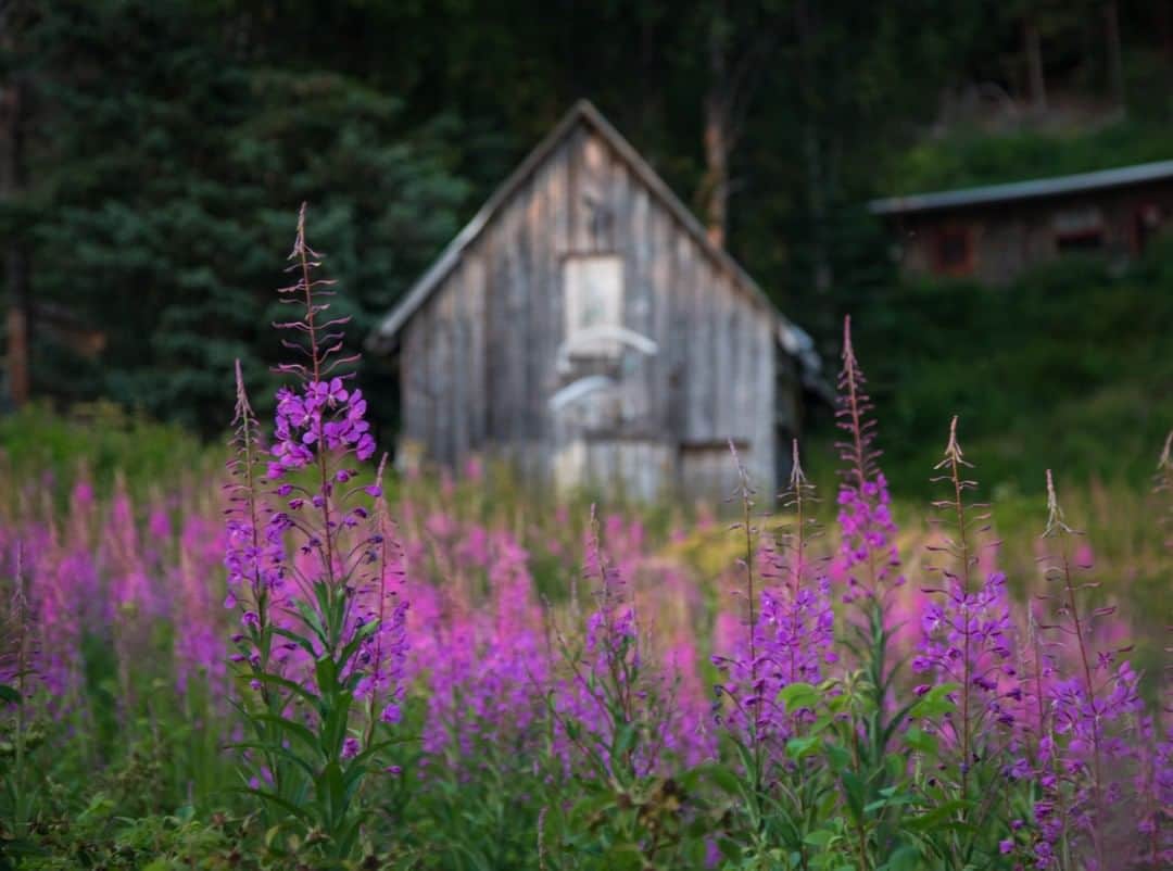 National Geographic Travelさんのインスタグラム写真 - (National Geographic TravelInstagram)「Photo by @acacia.johnson | Fireweed blooms near a cabin in Kachemak Bay, Alaska. This vibrant flower is abundant across many parts of Alaska during the summer, and especially thrives in areas affected by wildfires. Follow me at @acacia.johnson for more images from the North and beyond. #fireweed #alaska #kachemakbay」8月1日 16時06分 - natgeotravel