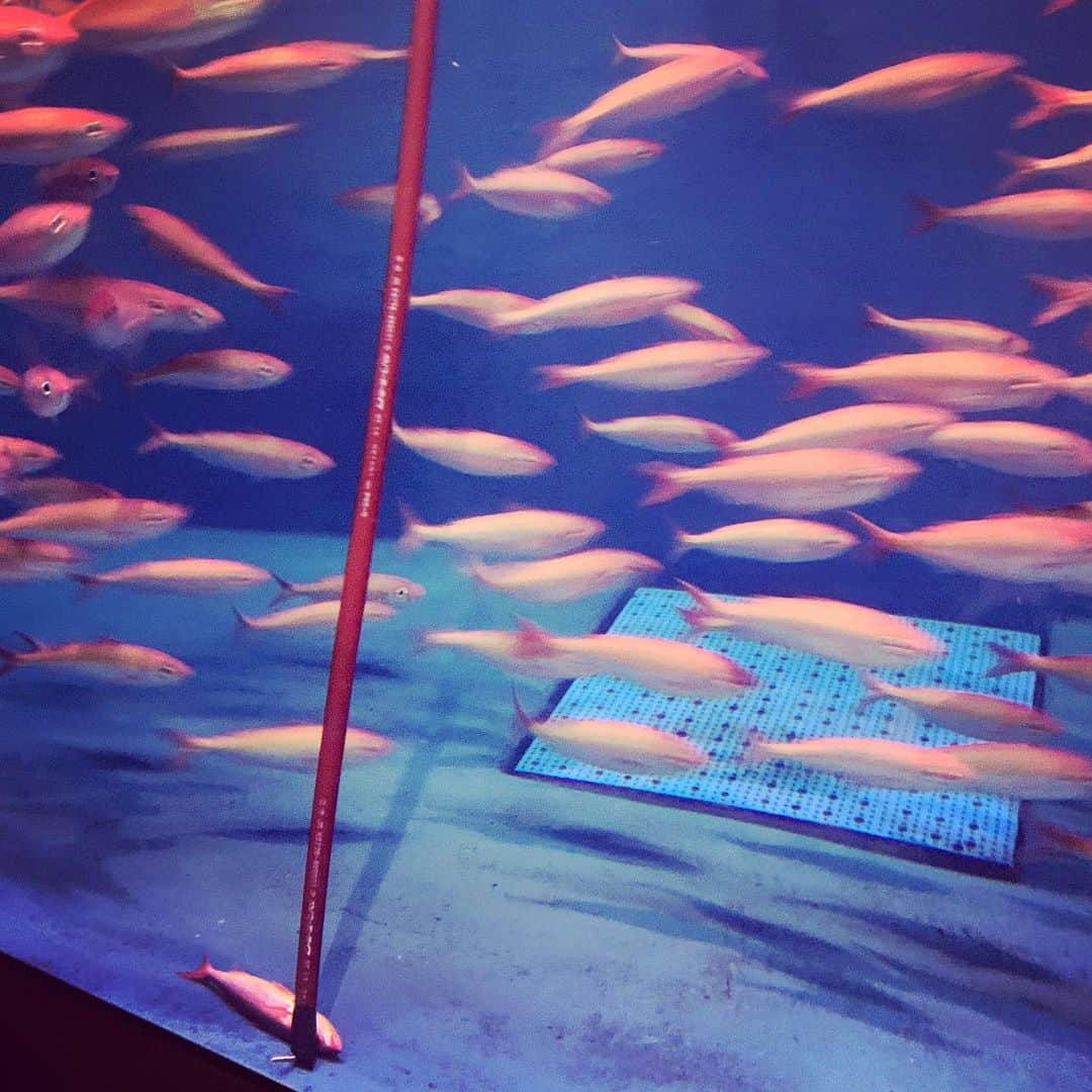 安倍吉俊のインスタグラム：「魚が死んだら上から棒がスルスル降りてきて回収するシステムだった」