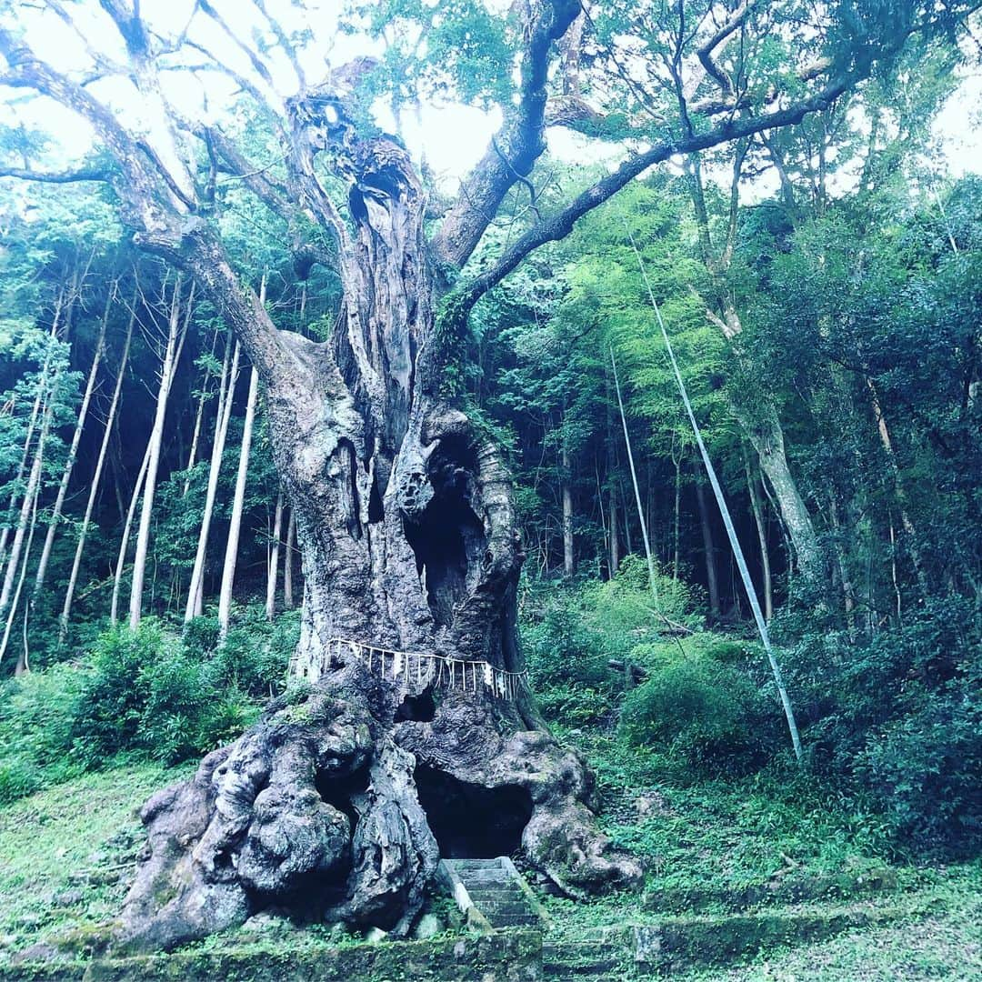 板谷由夏 さんのインスタグラム写真 - (板谷由夏 Instagram)「また九州の旅をゆっくりしたいな 樹齢3000年の大楠 どっしりと、威厳があり 圧倒されました」8月1日 16時49分 - yukaitaya