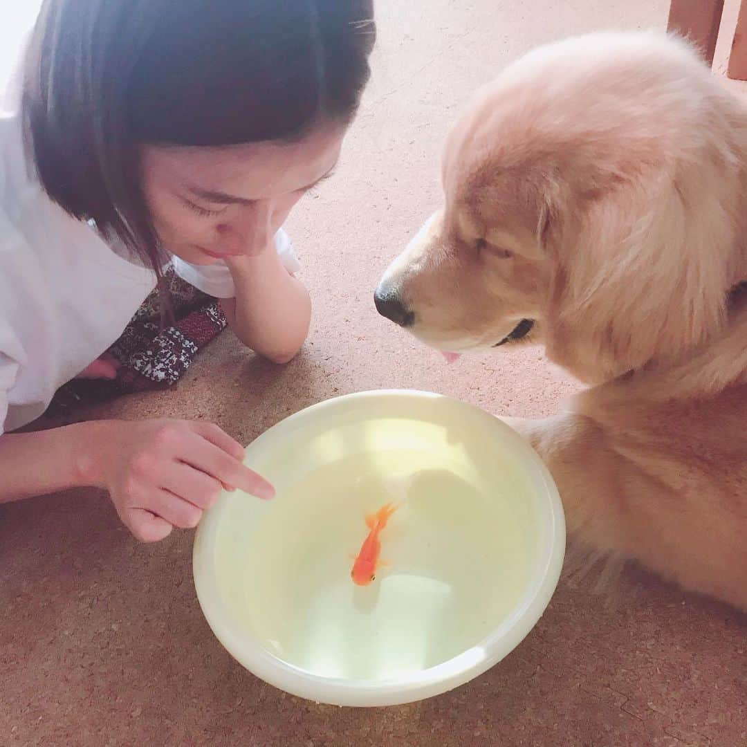 今田美奈さんのインスタグラム写真 - (今田美奈Instagram)「. 金魚のきんちゃん水槽お掃除中🧹 2人で観察…🕵️‍♀️ #goldenretriever#ゴールデンレトリバー#金魚 #ある日のベイ君」8月1日 17時02分 - _minaimd.j_