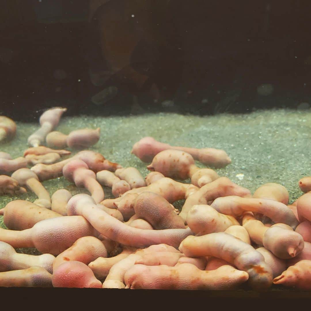 安倍吉俊のインスタグラム：「水族館のグロい生き物コーナーのユムシが本当になんか生理的にあかん感じ」