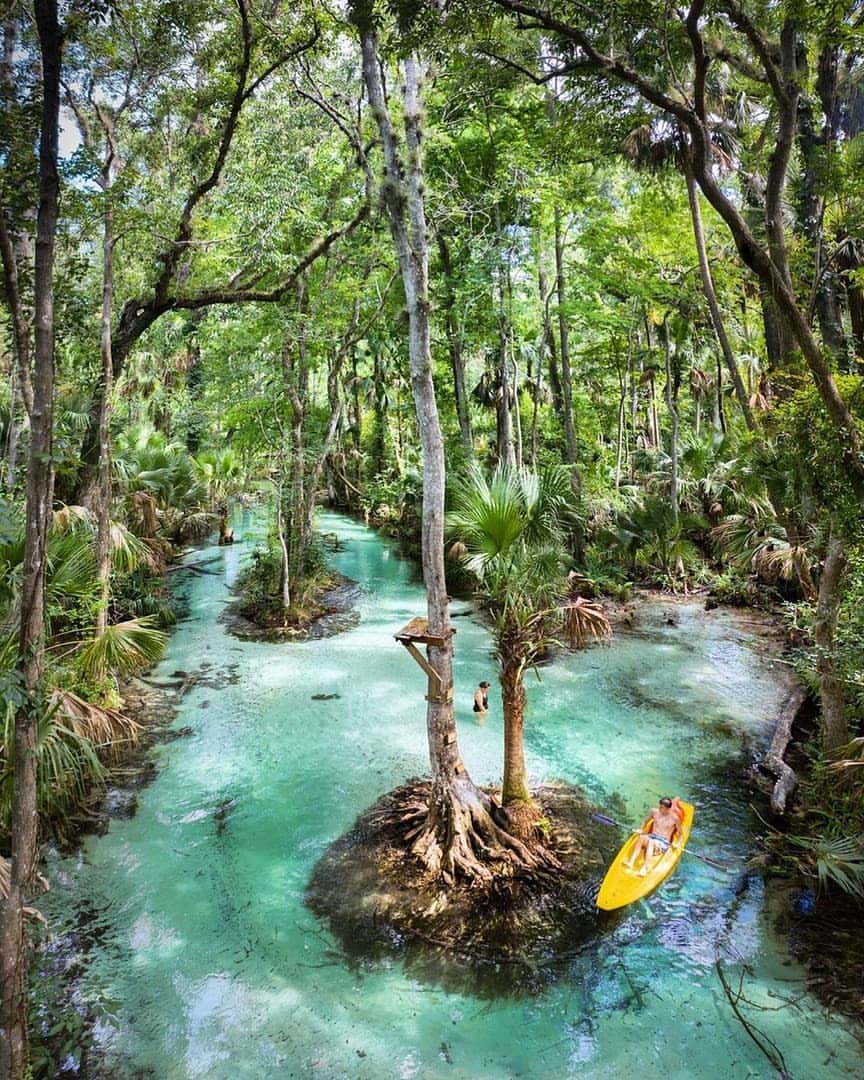 Discover Earthさんのインスタグラム写真 - (Discover EarthInstagram)「"Emerald Cut - This aptly named spring run near Apopka Florida is one of the most spectacular we have visited so far. Part of Rock Springs Run State Reserve, wildlife abounds here. We saw river otters, turtles, herons and deer as we floated down." 🇺🇸 — 📍#DiscoverFlorida — 📸 Caption & photo by @tom.in.abf」8月1日 17時57分 - discoverearth