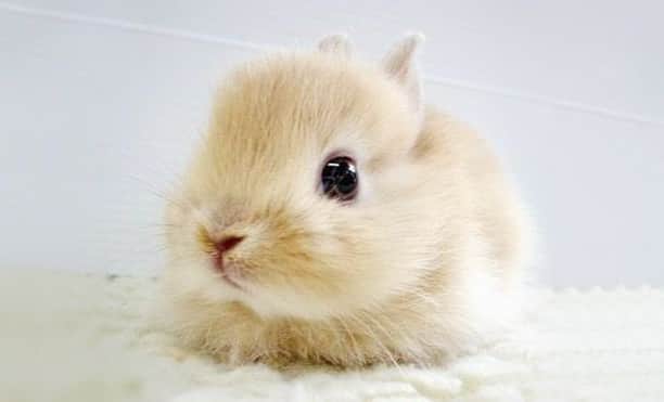 Baby Animalsさんのインスタグラム写真 - (Baby AnimalsInstagram)「Cutest bunny in the world!」8月1日 17時58分 - thebabyanimals