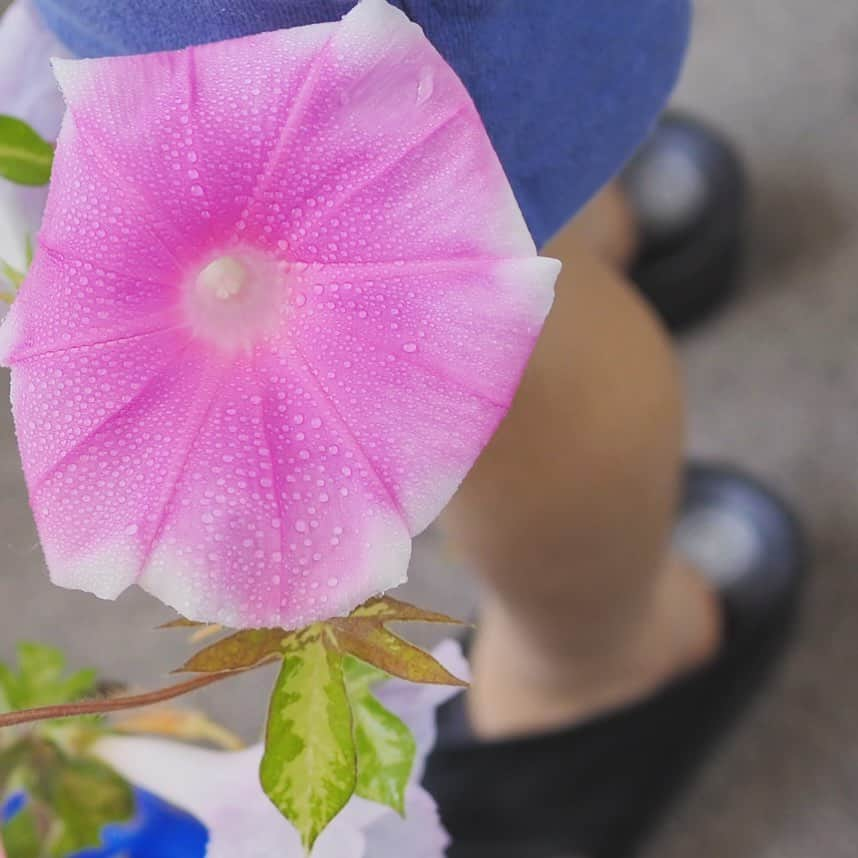 田中亜希子さんのインスタグラム写真 - (田中亜希子Instagram)「夏休み  毎朝の日課は水やりと観察。  激しい兄弟たち。 繊細に優しく扱う草花の世話をする ということが、少しでも心が落ち着くいい時間になってくれれば。  母はそう思うのです。」8月1日 18時03分 - akiico