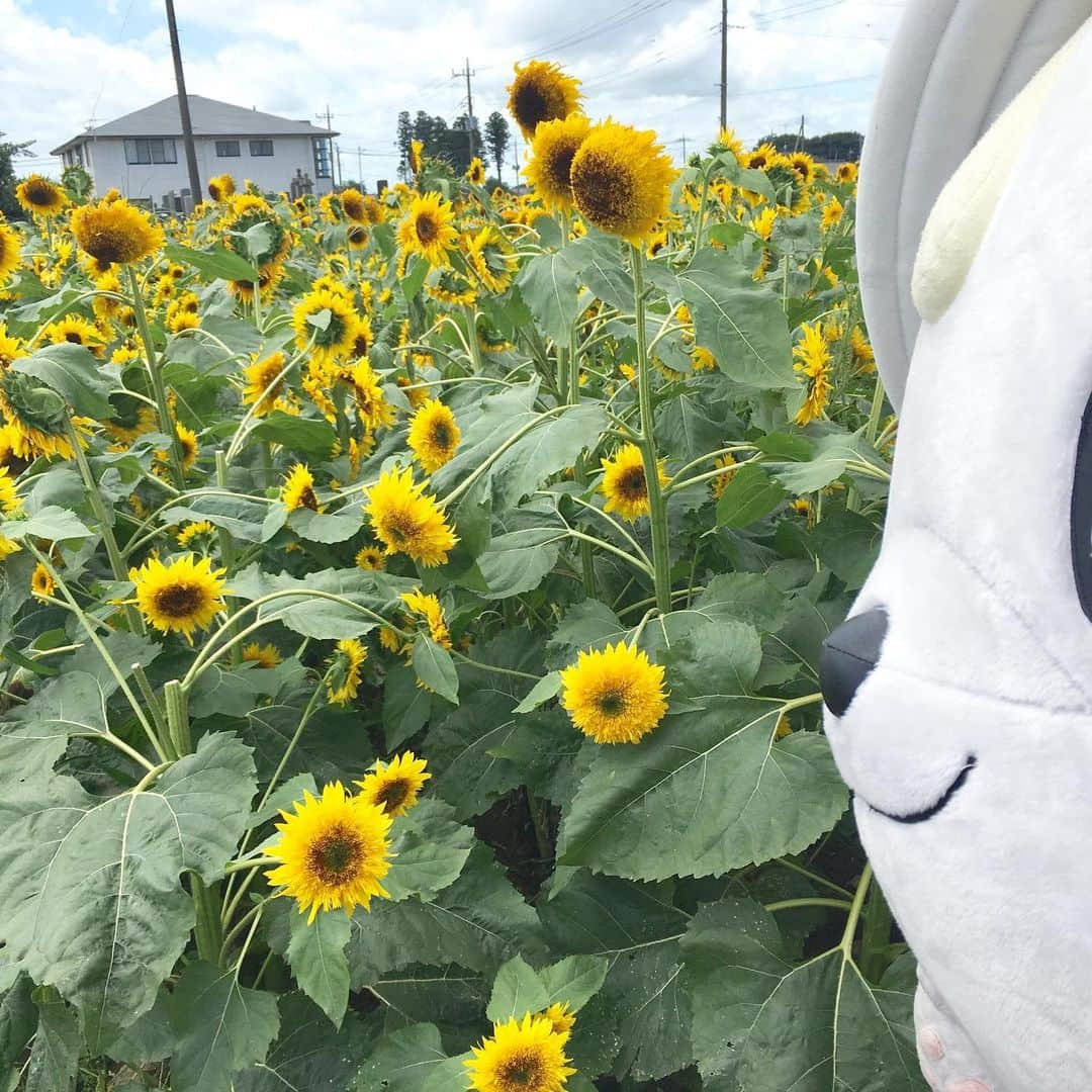 さのまるさんのインスタグラム写真 - (さのまるInstagram)「ナツといえば ひまわり🌻だね☆  #さのまる 🐶🍜 #ナツのたのしみ  #ひまわり  #ひまわり畑  #おもわずしゃしんとりたくなる  #まだまだれんしゅーちゅー  #ねっちゅーしょーにはきをつけよーね」8月1日 18時03分 - sanomaru0225