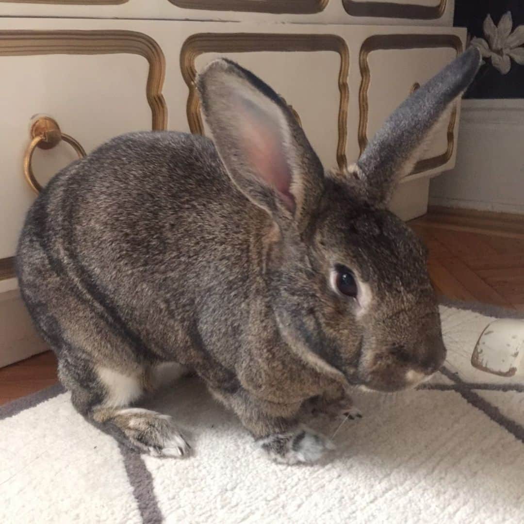 エイミー・セダリスさんのインスタグラム写真 - (エイミー・セダリスInstagram)「Rabbit rabbit Tina Bunny 2019 #rabbitrabbit」8月1日 23時37分 - amysedaris
