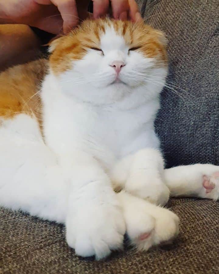 Nana _The Scottish Foldのインスタグラム：「She purrs even before the massage starts these days  everywhere😂 . . 요듬 시도때도없이 쇼파며 침대며 올라오면서 부터 고롱거려서 마사지를 안해드릴수가 없는데 야근수당도 안주고 내참🙍‍♀️ . . . #고양이 #猫 #ねこ #スコ #cat #cats #catstagram #catsofinstagram #instagramcats #instacat #bestmeow #catoftheday #catsofworld #catsloversworld #catsofday #냥스타그램 #또앙 #귀여워 #냥이 #caturday #gatos #cats_of_instagram #ilovemycat #catselfie #kittensofinstagram #kittens #catsdaily #kucing #mao」
