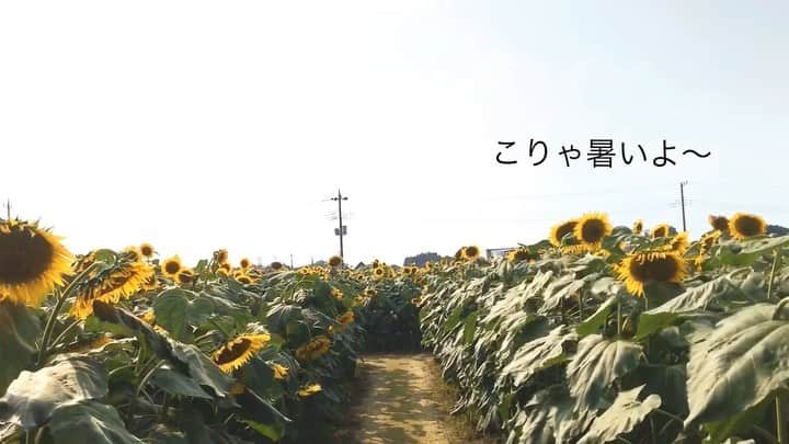 橋本真実のインスタグラム：「#橋本真実 #向日葵 #圧巻 #暑さに負けず頑張ろ！」