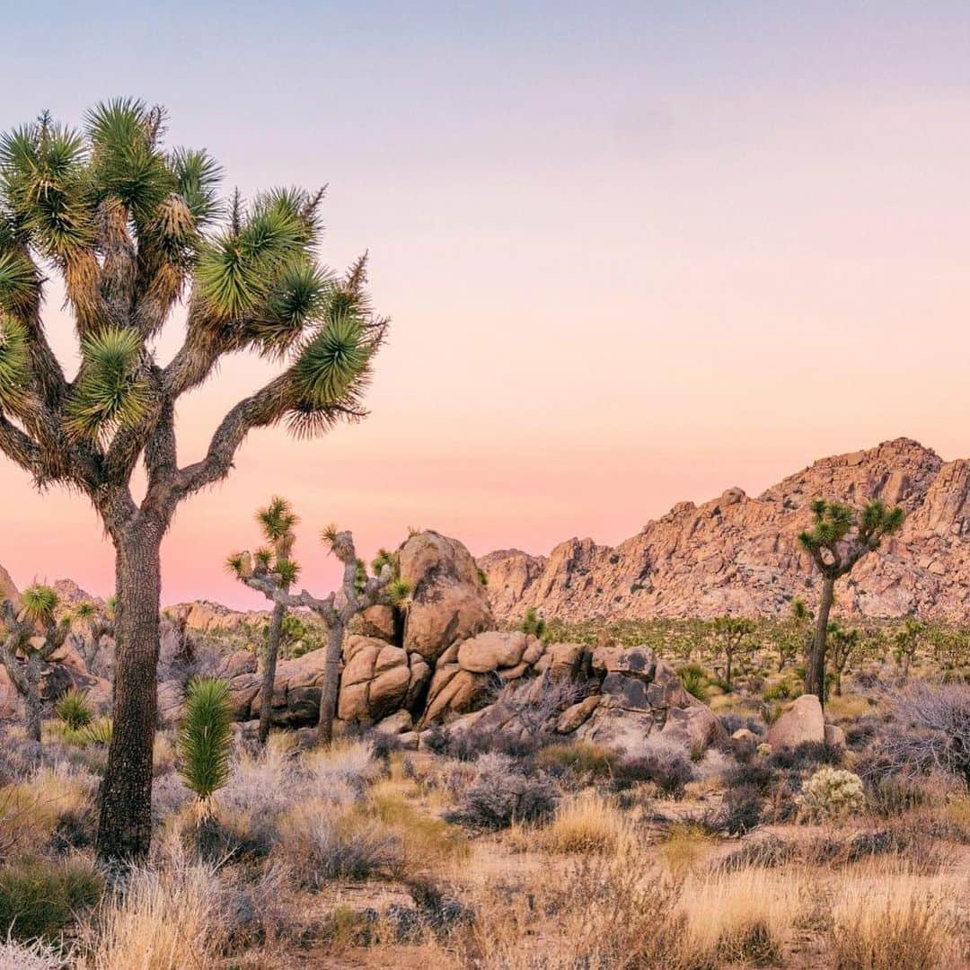 Lonely Planetさんのインスタグラム写真 - (Lonely PlanetInstagram)「The iconic silhouette of the Joshua tree is synonymous with #California, but these beloved symbols of the American landscape are under threat from, you've guessed it, #climatechange. Tap our link in bio to find out why, as well as what can be done to save them.」8月1日 19時01分 - lonelyplanet