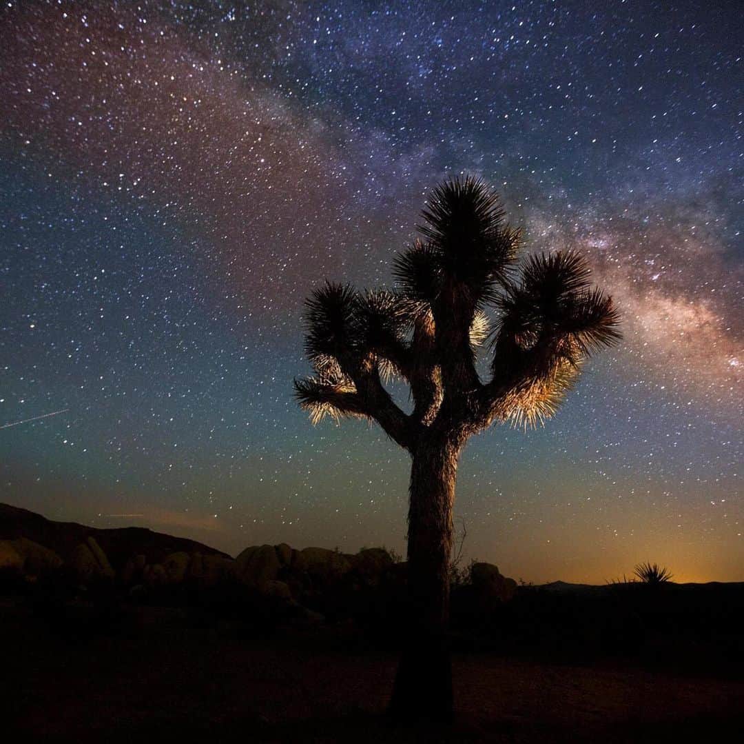 Lonely Planetさんのインスタグラム写真 - (Lonely PlanetInstagram)「The iconic silhouette of the Joshua tree is synonymous with #California, but these beloved symbols of the American landscape are under threat from, you've guessed it, #climatechange. Tap our link in bio to find out why, as well as what can be done to save them.」8月1日 19時01分 - lonelyplanet