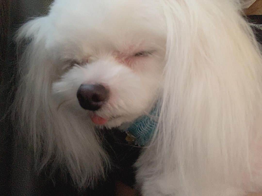 古賀成美さんのインスタグラム写真 - (古賀成美Instagram)「. お眠の時間なのよね🥺🥺 . . トリミングに行ってキレイキレイになって帰ってきて 疲れたのかな？🥺🥺 私の腕の中で舌出しながら寝てる🥺❤️😴 . . ぎゃわいいーーー。 . . #愛犬 #犬のいる生活 #マルチワ #チワマル #かわいい #トリミング #キレイキレイ」8月1日 19時15分 - narunaru_330