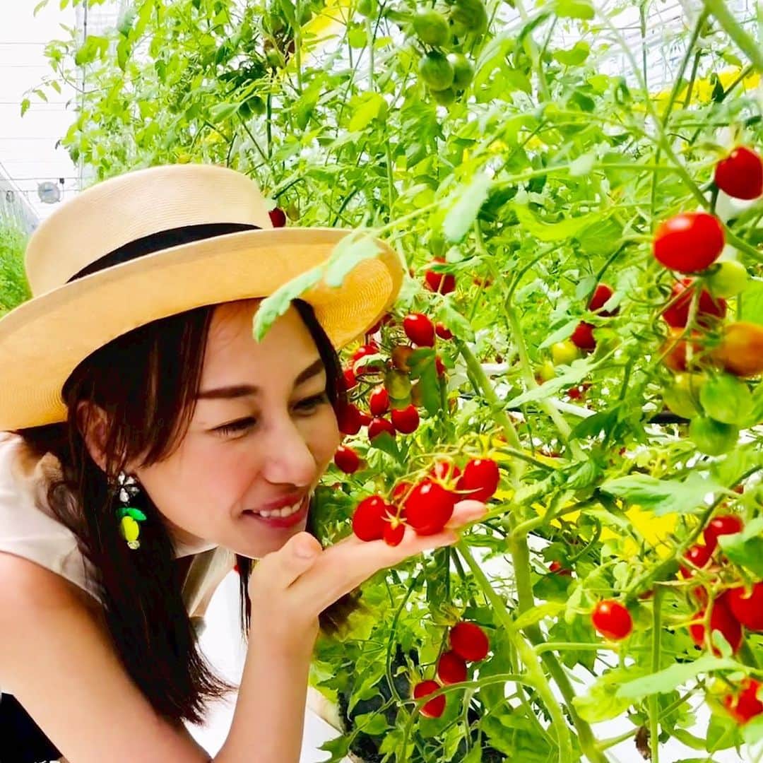 神谷ゆう子さんのインスタグラム写真 神谷ゆう子instagram フルーツトマト 糖度12 もはやフルーツ 感激 夏野菜 Tomato 8月1日 19時09分 Yuko Kamitani