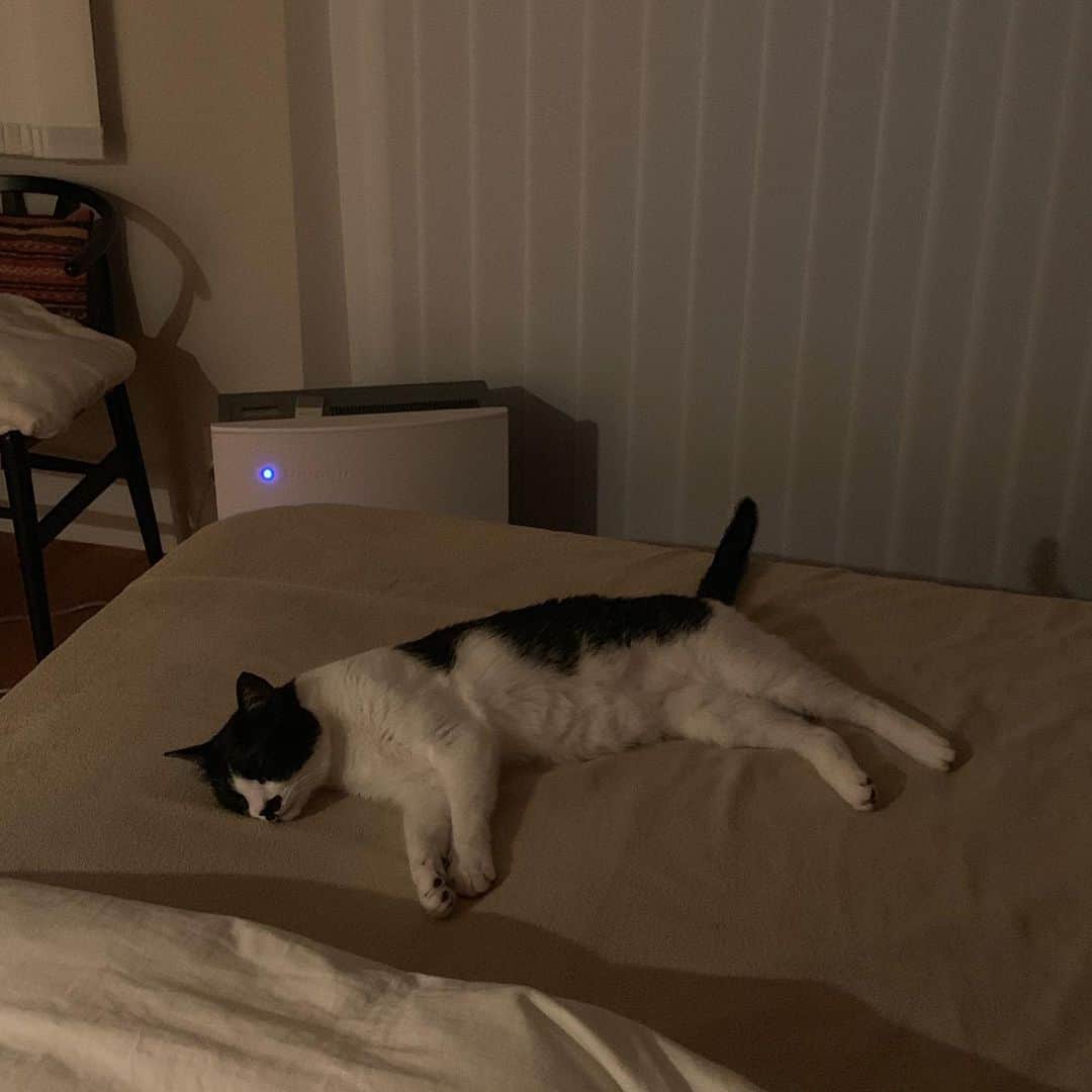 猫ラボさんのインスタグラム写真 - (猫ラボInstagram)「私のタイムラインではエアコンを避けてわざわざ暑い部屋で過ごす猫さんが多いみたいです。うちもです。」8月1日 19時32分 - nekolabo