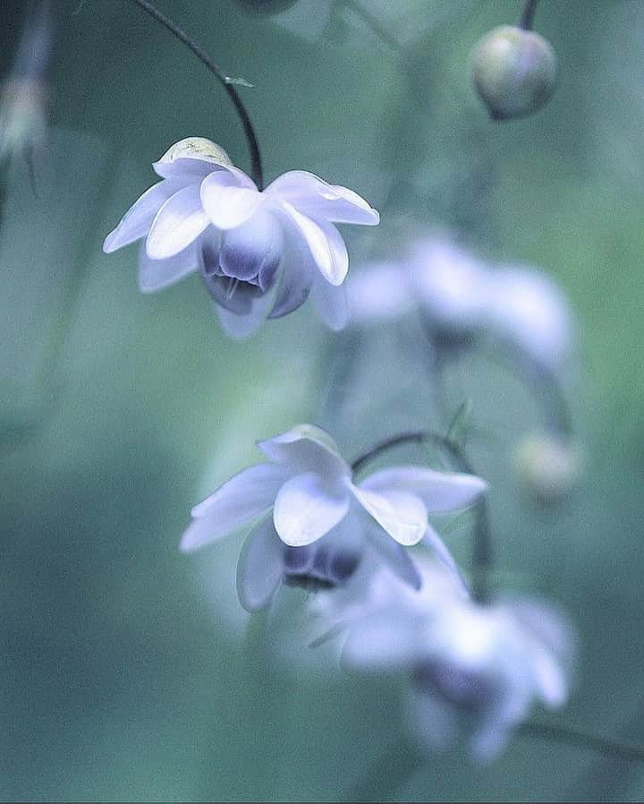 花の写真館のインスタグラム：「Photo by @yukiyo117.⠀ https://instagram.com/yukiyo117/⠀ .⠀ Original Post[投稿頂いたURL]⠀ https://www.instagram.com/p/BYOHVCZhICT/⠀ .⠀ 本アカウントは、 #私の花の写真 をつけてInstagramに投稿された皆さまの花の写真や、「花の写真館」Facebookページで投稿された花の写真を紹介します。⠀ 「花の写真館」Facebookページは、「 @floral.photograph 」のプロフィールにあるURLからご覧ください。⠀ .⠀ #花の写真館 #floralphotograph #floralphoto #flower #flowers #富士フイルム #FUJIFILM⠀ Follow: @floral.photograph」