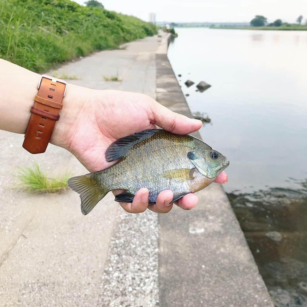 KEINA HIGASHIDEさんのインスタグラム写真 - (KEINA HIGASHIDEInstagram)「夏の多摩川で釣り遊び。 1匹釣れて大満足。夕方の川辺はけっこう涼しいのね。」8月1日 19時30分 - keina_higashide