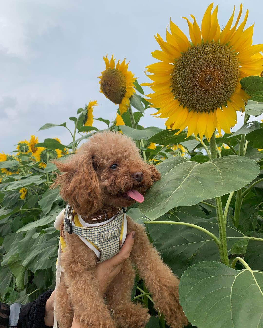 優ひかるさんのインスタグラム写真 - (優ひかるInstagram)「先日山梨で有名なハイジの村﻿ ヒマワリ畑🌻に行って来ました✨﻿ 広大な土地にヒマワリが咲いていて﻿ 観光客の方も沢山いらしてました✨﻿ ﻿ 綺麗で一面ひまわりが咲いていて﻿ 観に行って良かった‼️﻿ ﻿ 初めて行ったんですが、﻿ 畑が沢山ありまして順番に﻿ ヒマワリが咲いていくのです✨﻿ ﻿ 最近は更に暑さが増してきて﻿ 寝苦しい日々ですが…﻿ 皆様体調は、大丈夫ですか？？﻿ ﻿ しっかり水分を補給をして﻿ 元気楽しく夏を過ごしましょう✨﻿ ﻿ ﻿ #向日葵##ハイジの村﻿ #山梨#北杜市#やまなし大使﻿ #夏本番#ぺろ#トイプードル﻿ #ぺろすたぐらむ#今日もお洋服ははちさん﻿ #ひまわり畑にもたくさんはちさんいました。﻿ #女の子#犬好きの方と繋がりたい﻿」8月1日 19時37分 - hikaru_yu